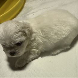 Bianca - White female Pekingese puppy in Calhan, Colorado from Millennium Falcon Kennels