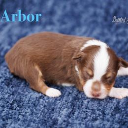 Arbor - Red tri-color male Miniature American Shepherd puppy in Herriman, Utah from Painted Blue Aussies