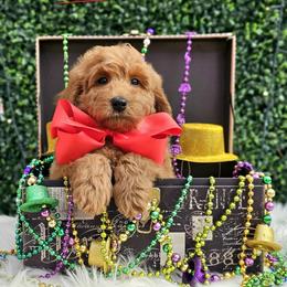 Blossom's Red Boy - Red  male Goldendoodle puppy in Kountze, Texas from Texas Doodles LLC