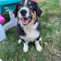 Daffy - Black tri-color male Australian Shepherd puppy in Camas, Washington from Sayre Australian Shepherds