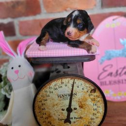 Bernedoodle Puppies from Refined Doodles