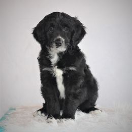 Aussiedoodle Puppies from Wilson Cattle Co.