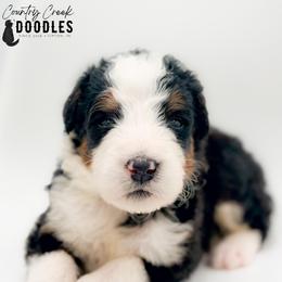 MAE - Tri-color female Bernedoodle puppy in Tipton, Indiana from Country Creek Doodles