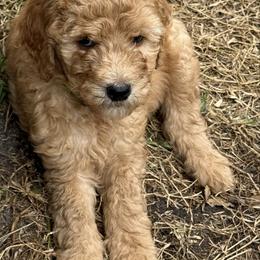 W25 Female Lime Collar Precious - Red  female Goldendoodle puppy in Cape Coral, Florida from GoldenDoodles Cape Coral
