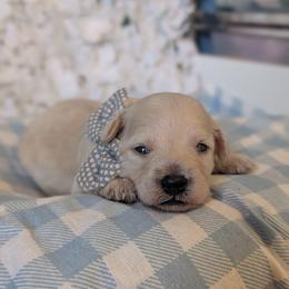 Bran - Cream male Goldendoodle puppy in Rockledge, Florida from Bellady's Shihpoos