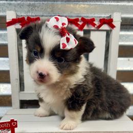 Rummy - Blue female Pembroke Welsh Corgi puppy in Hotchkiss, Colorado from Grand Mesa Corgis