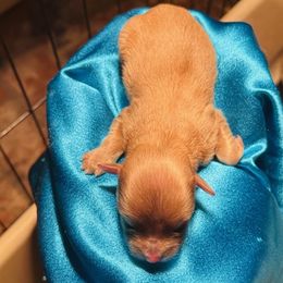 Boy 1 - Fawn male Havanese puppy in Running Springs, California from Shadycove K9