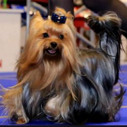 Bella - Yorkshire Terrier