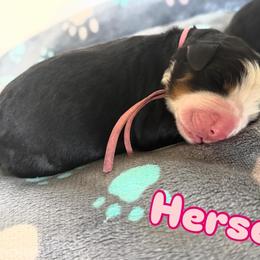 Hersey - Tri-color female Bernese Mountain Dog puppy in Ramona, California from Buendias Ranch Saint Bernards & Bernese Mountain Dogs