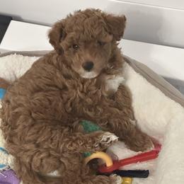 Poodle Puppies from Sealy Toy Poodles