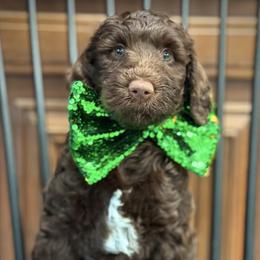 Miss Red - Chocolate female Australian Labradoodle puppy in Wake Forest, North Carolina from Lucky Country Labradoodles