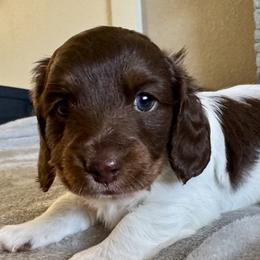 Dachshund Puppies from JV’s Dachshunds & Creams
