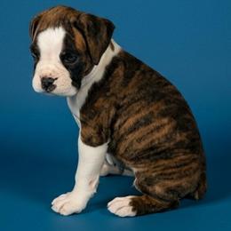Zuba - Brindle male Boxer puppy in Mountain Home, Idaho from LJK Boxers & Toy Aussies