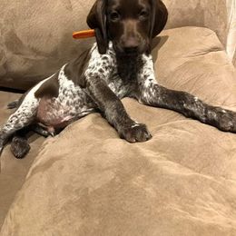 German Shorthaired Pointer Puppies from Dem Feuerhaus Gun Dogs