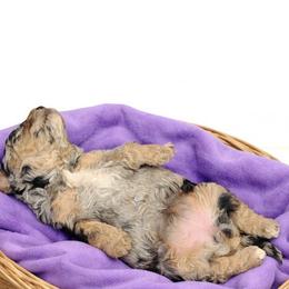 Norah - Merle female Goldendoodle puppy in North Branch, Michigan from Graceful Miniature Goldendoodles