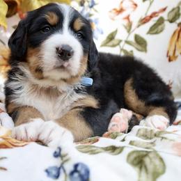 Barley (Blue Bow) - Tri-color female Bernese Mountain Dog puppy in Middlesex, North Carolina from Willow Springs Doodles & Berners