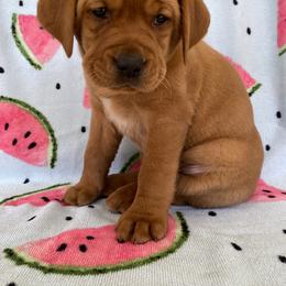 Labrador Retriever Puppies from Triple Threat Labradors