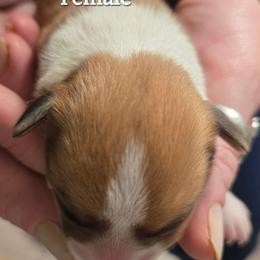 Puppy 4 - Fawn female Pembroke Welsh Corgi puppy in Buffalo, Wyoming from Diamond K Corgis