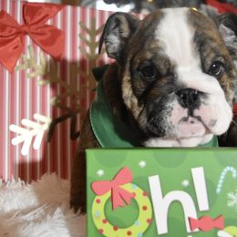 Jim - Brindle male Bulldog puppy in Caledonia, New York from Raise The Woof Bulldogs