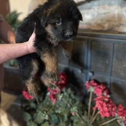 Black Male - Black and red male German Shepherd puppy in Gunter, Texas from Gunter Gables German Shepherds