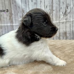 Bessie - Black and white female Shetland Sheepdog puppy in Abilene, Texas from Double Dare Shelties