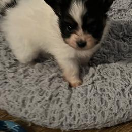 Crystal - White black and tan female Papillon puppy in Benton, Arkansas from Mama's Pride Poms and Paps
