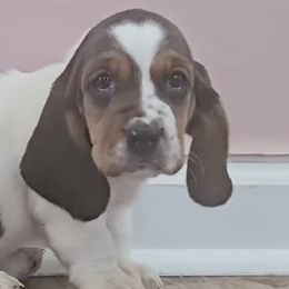 Basset Hounds from Ozark Hounds