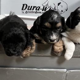 Golden Aussiedoodle and Goldendoodle Puppies from Wild Rose Tiny Poodles & Doodles