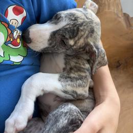 Wednesday - Fawn brindle female Whippet puppy in Fort Myers, Florida from Rainbow Whippets