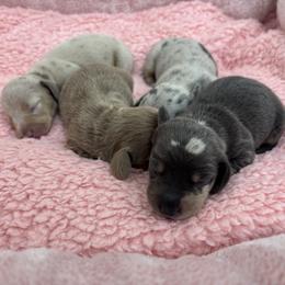 Dachshund Puppies from Our Sweet Dachshund Farm