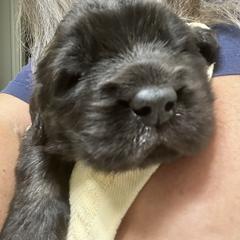 Leonberger Puppies from Desert Magick Leonbergers