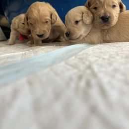 Goldendoodle Puppies from Casita Goldendoodles
