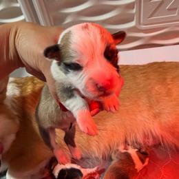 Boy 4 - Sable male Pembroke Welsh Corgi puppy in Caliente, California from Rafter Cross 7