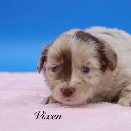 Vixen - Red merle female Miniature Australian Shepherd puppy in Weeki Wachee, Florida from Arlington's Mini Aussies