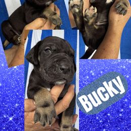 BUCKY - Black male Great Dane puppy in Bolivar, New York from Prophecy Danes