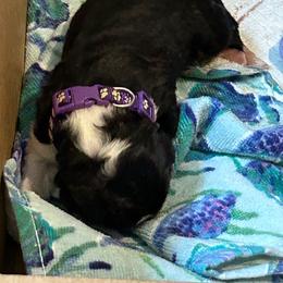 Ms. Purple - Black female Newfoundland puppy in Marysville, Washington from Black Lions Newfoundlands