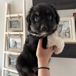 Baby Ruth - Black tri-color female Australian Shepherd puppy in Weeki Wachee, Florida from Ace of Spades Australian Shepherds