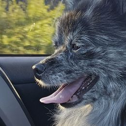 Australian Shepherds and Pomeranians from Willamette Valley Aussies