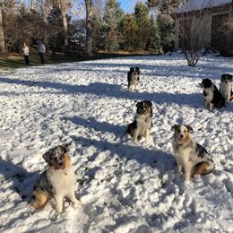 Australian Shepherd Puppies from Highline