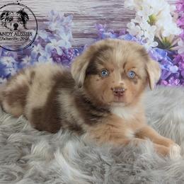 Verse - Red merle female Australian Shepherd puppy in Fultonville, New York from Sandy Aussies & Pomeranians