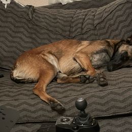 Belgian Malinois Puppies from S & S Kennel