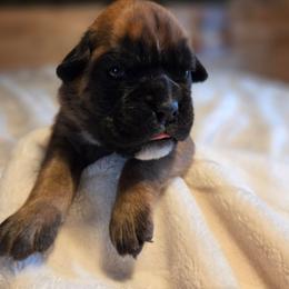 Harley Yellow fawn - Fawn female Boxer puppy in Marion, Montana from Serendipity's European Boxers