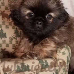Pekingese from My Unique Peke
