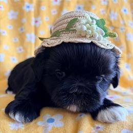 Mindy - Black female Shih Tzu puppy in Hemet, California from Aloha Shih Tzu