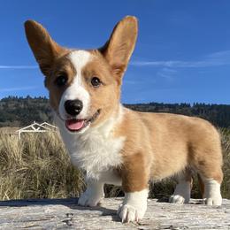 Chicklet - Sable merle and white female Cardigan Welsh Corgi puppy in Brookings, Oregon from Dragonfly Cardigans