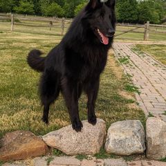 "Rubik" Belgian Sheepdog All Grown Up from Bayview Belgians