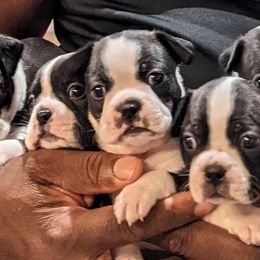 Boston Terrier Puppies from Boston's Boston Terriers AKC
