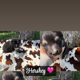 Hershey - Black tri-color female Australian Shepherd puppy in Denton, North Carolina from Double R Farm Aussies