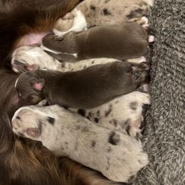 Miniature Australian Shepherd Puppies from B&B Little Aussie Gems
