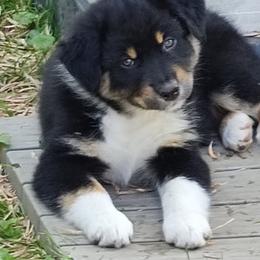 Licorice - Black tri-color female Australian Shepherd puppy in Hilton, New York from Francoise's Australian Shepherds